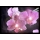 Eglo 75036 - LED svítící dekorační obraz ORCHIDS 4xLED/0,02W
