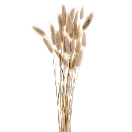 Eglo - Sušená květina 60 cm béžová