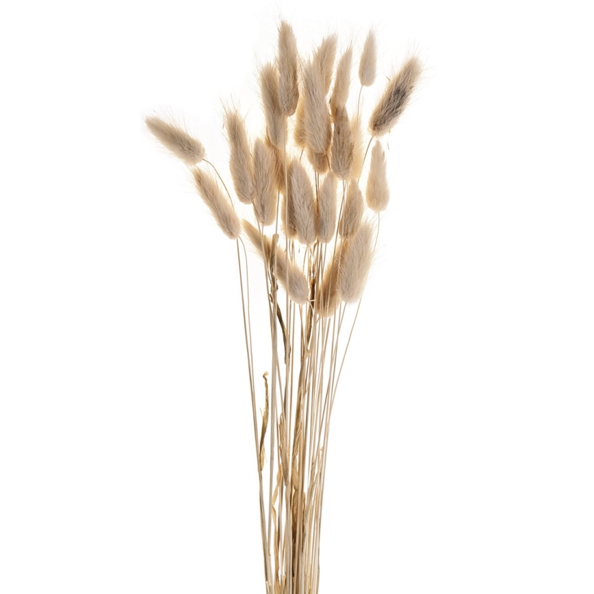 Eglo - Sušená květina 60 cm béžová