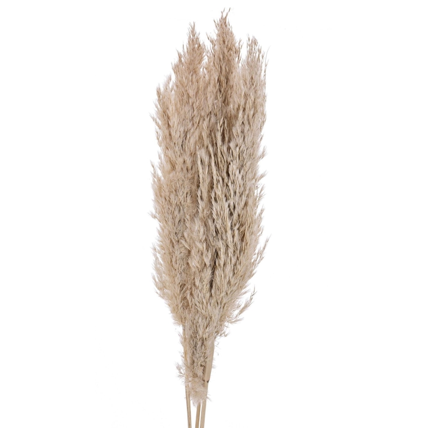Eglo - Sušená květina 85 cm béžová