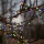 Eglo 472-53 - LED Venkovní vánoční řetěz BERRY MINI 700xLED/8 funkcí 19m multicolor IP44