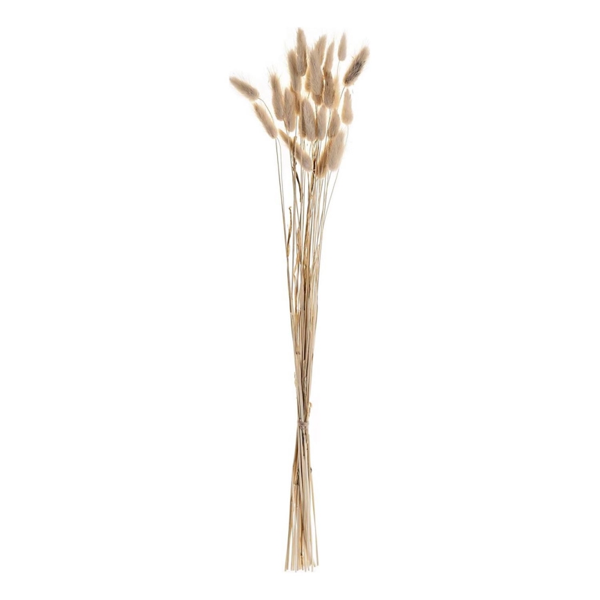 Eglo - Sušená květina 60 cm béžová
