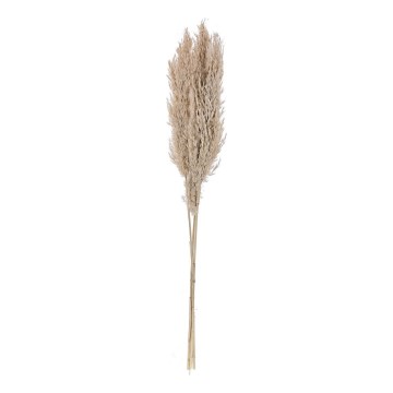 Eglo - Sušená květina 85 cm béžová
