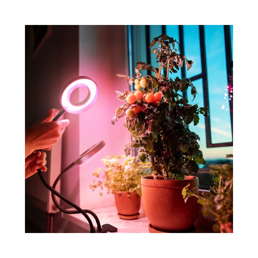 LED Stmívatelná flexibilní stolní lampa s klipem pro pěstování rostlin VITARO 2xLED/4W/230V černá
