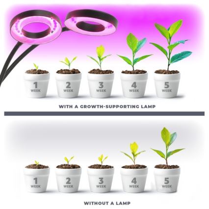 LED Stmívatelná flexibilní stolní lampa s klipem pro pěstování rostlin VITARO 2xLED/4W/230V černá