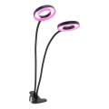 LED Stmívatelná flexibilní stolní lampa s klipem pro pěstování rostlin VITARO 2xLED/4W/230V černá