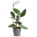 LED Stmívatelná stolní lampa pro pěstování rostlin VERDI LED/5W/5V 1300K CRI 95 bílá
