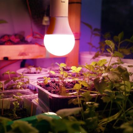 LED Žárovka pro růst rostlin PLANTY E27/11W/230V 1200K bílá