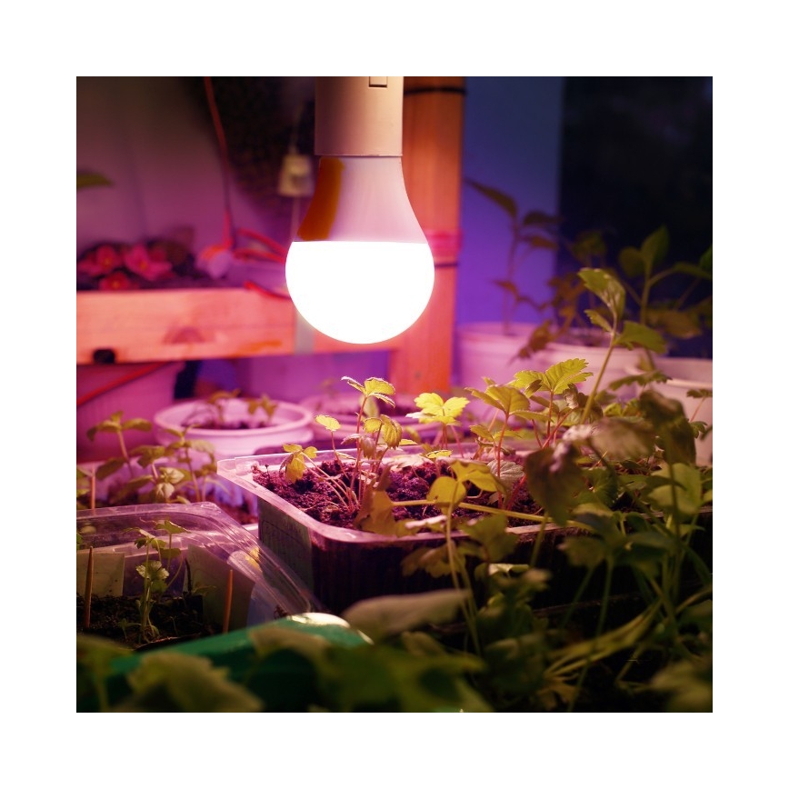 LED Žárovka pro růst rostlin PLANTY E27/11W/230V 1200K bílá