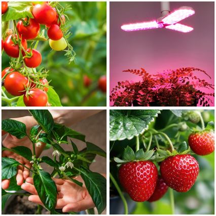 LED Žárovka pro růst rostlin PLANTY E27/24W/230V 1200K