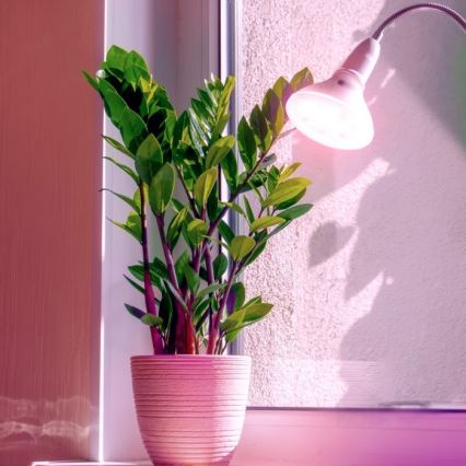 LED Žárovka pro růst rostlin PLANTY E27/7W/230V 1200K bílá