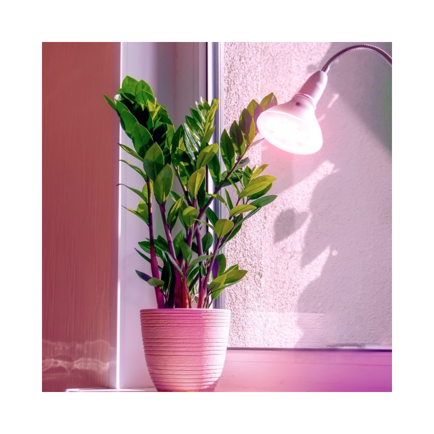 LED Žárovka pro růst rostlin PLANTY E27/7W/230V 1200K bílá