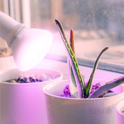 LED Žárovka pro růst rostlin PLANTY E27/7W/230V 1200K bílá