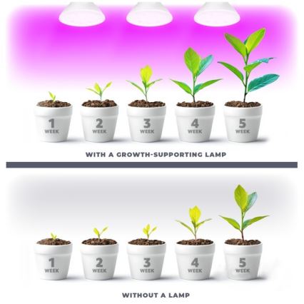 LED Žárovka pro růst rostlin PLANTY E27/7W/230V 1200K bílá