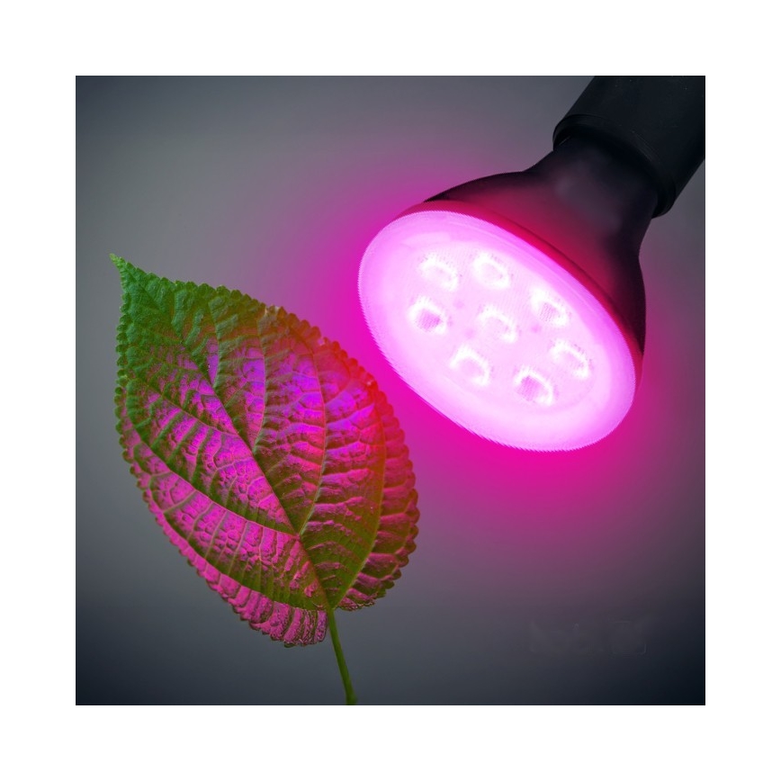 LED Žárovka pro růst rostlin PLANTY E27/7W/230V 1200K černá