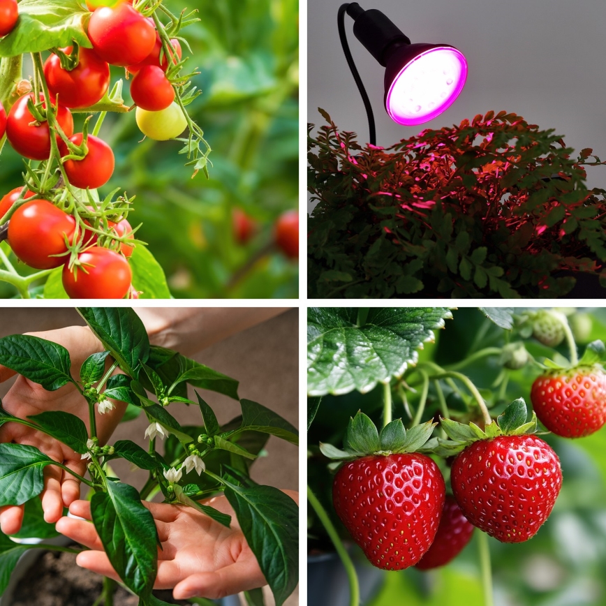 LED Žárovka pro růst rostlin PLANTY E27/9W/230V 1200K černá
