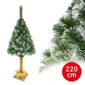 Vánoční stromek na kmenu 220 cm borovice